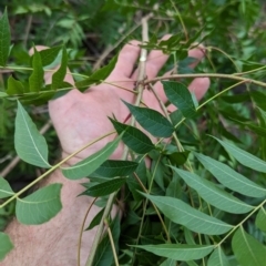 Pistacia chinensis at Pine Island to Point Hut - 16 Dec 2023