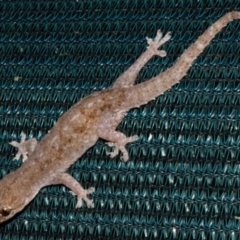 Unidentified Monitor or Gecko at Sheldon, QLD - 12 Dec 2023 by PJH123