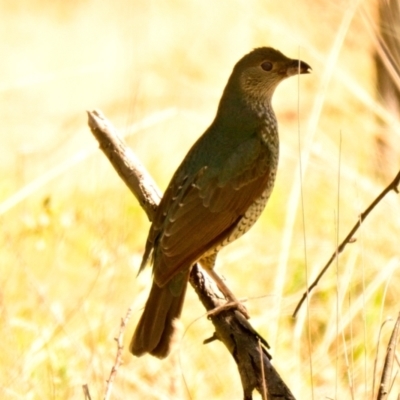 Ptilonorhynchus violaceus (Satin Bowerbird) at Belconnen, ACT - 15 Dec 2023 by Thurstan