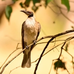 Philemon corniculatus (Noisy Friarbird) at The Pinnacle - 16 Dec 2023 by Thurstan