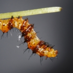 Agarista agricola (Joseph's Coat Moth) at Sheldon, QLD - 16 Dec 2023 by PJH123