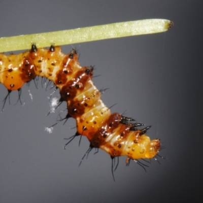 Agarista agricola (Joseph's Coat Moth) at Sheldon, QLD - 16 Dec 2023 by PJH123