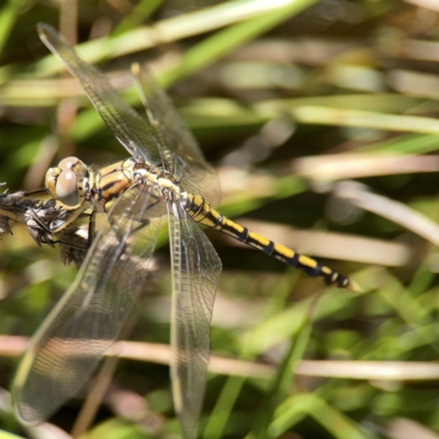 Orthetrum caledonicum (Blue Skimmer) at Dickson Wetland Corridor - 16 Dec 2023 by Hejor1