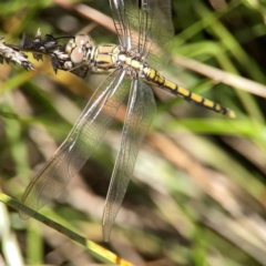 Orthetrum caledonicum at Dickson Wetland Corridor - 16 Dec 2023 12:39 PM