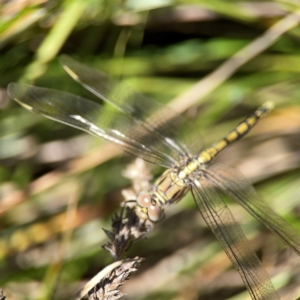 Orthetrum caledonicum at Dickson Wetland Corridor - 16 Dec 2023 12:39 PM