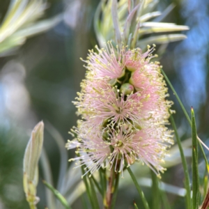 Melaleuca sp. at Dickson Wetland Corridor - 16 Dec 2023