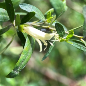 Correa sp. at Dickson Wetland Corridor - 16 Dec 2023