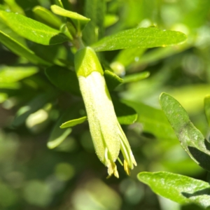 Correa sp. at Dickson Wetland Corridor - 16 Dec 2023