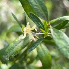 Correa sp. at Dickson Wetland Corridor - 16 Dec 2023