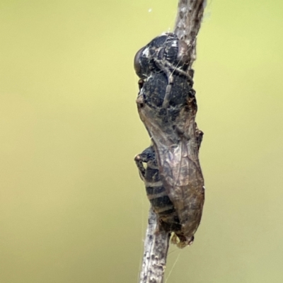 Apiformes (informal group) (Unidentified bee) at Dickson, ACT - 16 Dec 2023 by Hejor1