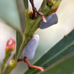 Anzora unicolor at Dickson Wetland Corridor - 16 Dec 2023