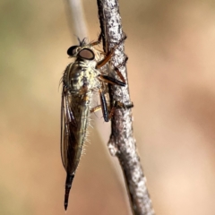 Cerdistus sp. (genus) at Dickson, ACT - 16 Dec 2023 by Hejor1