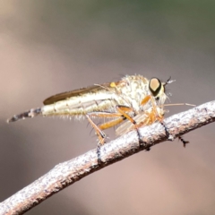 Cerdistus sp. (genus) at Dickson Wetland Corridor - 16 Dec 2023