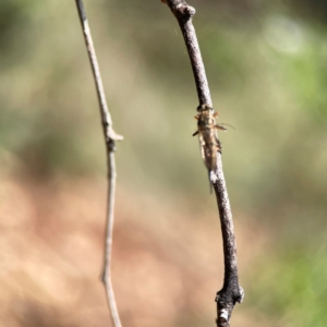 Cerdistus sp. (genus) at Dickson Wetland Corridor - 16 Dec 2023