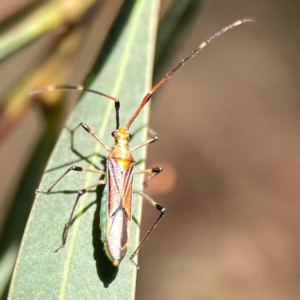 Rayieria acaciae at Dickson Wetland Corridor - 16 Dec 2023