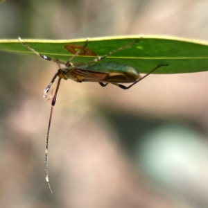 Rayieria acaciae at Dickson Wetland Corridor - 16 Dec 2023