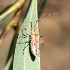 Rayieria acaciae at Dickson Wetland Corridor - 16 Dec 2023