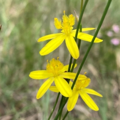 Tricoryne elatior (Yellow Rush Lily) at Tuggeranong, ACT - 16 Dec 2023 by Shazw