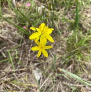 Tricoryne elatior at Cooleman Ridge - suppressed