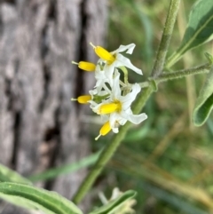 Solanum chenopodioides (Whitetip Nightshade) at Cooleman Ridge - 16 Dec 2023 by Shazw