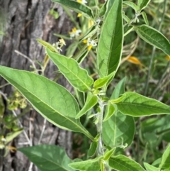 Solanum chenopodioides at Cooleman Ridge - 16 Dec 2023 02:37 PM