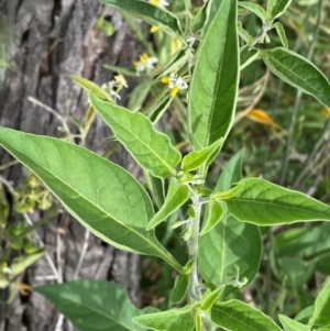 Solanum chenopodioides at Cooleman Ridge - 16 Dec 2023 02:37 PM