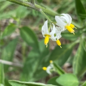 Solanum chenopodioides at Cooleman Ridge - 16 Dec 2023 02:37 PM