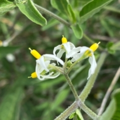 Solanum chenopodioides at Cooleman Ridge - 16 Dec 2023 02:37 PM