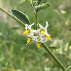 Solanum chenopodioides at Cooleman Ridge - 16 Dec 2023 02:37 PM