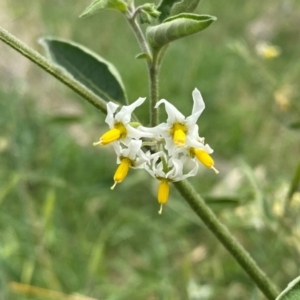 Solanum chenopodioides at Cooleman Ridge - 16 Dec 2023 02:37 PM