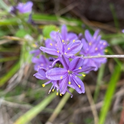 Caesia calliantha (Blue Grass-lily) at Cooleman Ridge - 16 Dec 2023 by Shazw