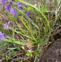 Caesia calliantha at Cooleman Ridge - 16 Dec 2023