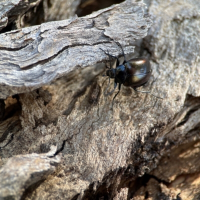 Chalcopteroides sp. (genus) (Rainbow darkling beetle) at Dickson Wetland Corridor - 16 Dec 2023 by Hejor1