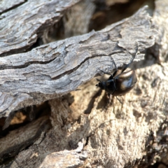 Chalcopteroides sp. (genus) at Dickson Wetland Corridor - 16 Dec 2023