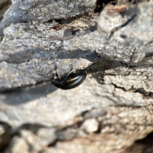 Chalcopteroides sp. (genus) at Dickson Wetland Corridor - 16 Dec 2023