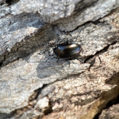 Chalcopteroides sp. (genus) at Dickson Wetland Corridor - 16 Dec 2023