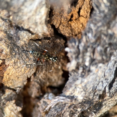 Stenarella victoriae (An ichneumon parasitic wasp) at Dickson Wetland Corridor - 16 Dec 2023 by Hejor1
