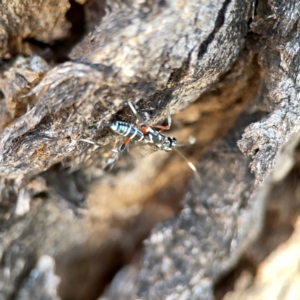 Stenarella victoriae at Dickson Wetland Corridor - 16 Dec 2023