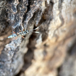 Stenarella victoriae at Dickson Wetland Corridor - 16 Dec 2023