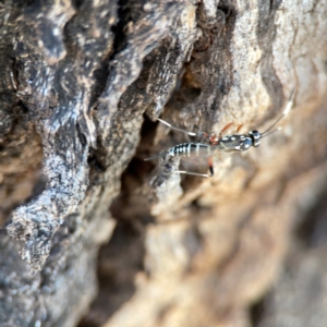 Stenarella victoriae at Dickson Wetland Corridor - 16 Dec 2023