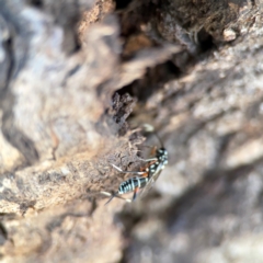 Stenarella victoriae at Dickson Wetland Corridor - 16 Dec 2023