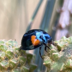 Orcus bilunulatus (Ladybird beetle) at Dickson Wetland - 16 Dec 2023 by Hejor1