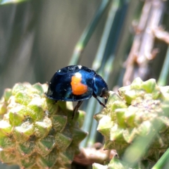 Orcus bilunulatus at Dickson Wetland Corridor - 16 Dec 2023