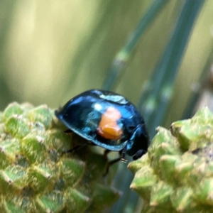 Orcus bilunulatus at Dickson Wetland Corridor - 16 Dec 2023