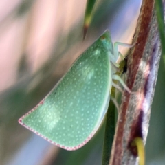 Siphanta acuta (Green planthopper, Torpedo bug) at Dickson Wetland Corridor - 16 Dec 2023 by Hejor1