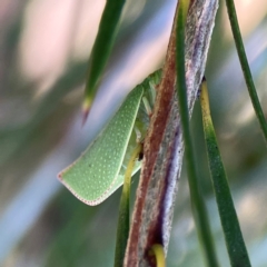 Siphanta acuta at Dickson Wetland Corridor - 16 Dec 2023 12:34 PM