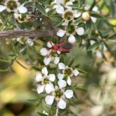 Gminatus australis (Orange assassin bug) at Dickson Wetland Corridor - 16 Dec 2023 by Hejor1