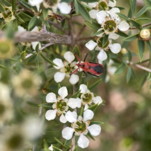 Gminatus australis at Dickson Wetland Corridor - 16 Dec 2023