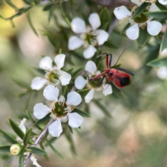 Gminatus australis at Dickson Wetland Corridor - 16 Dec 2023