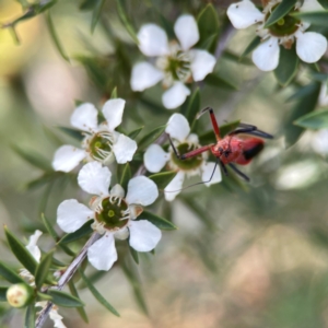 Gminatus australis at Dickson Wetland Corridor - 16 Dec 2023